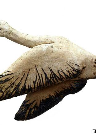 PTAK SZAMOTOWY - DZIKA GĘŚ - SKRZYDŁA DO DOŁU